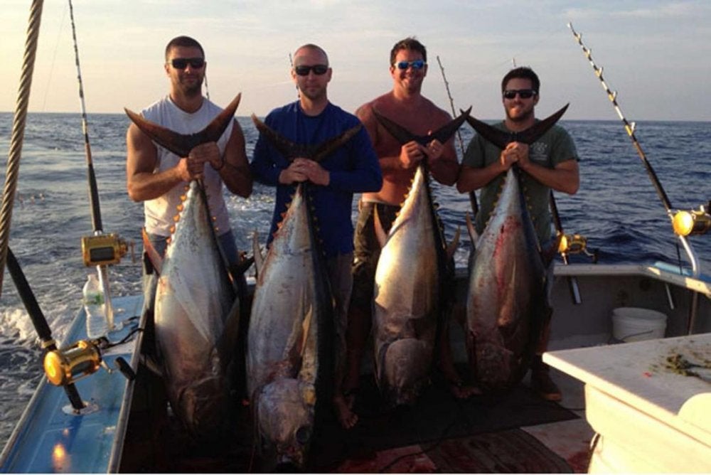 Bigeye-813-1.jpg Bigeye-813-1.jpg