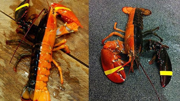 lobster_620x350.jpg lobster_620x350.jpg